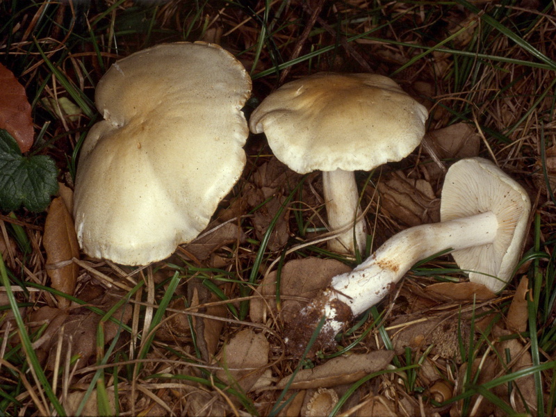 Proposta di studio di Tricholoma saponaceum